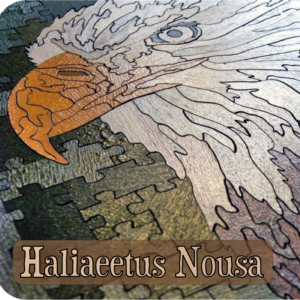 Haliaeetus Nousa